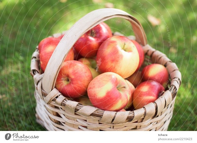 Red apples Fruit Apple Juice Summer Nature Landscape Plant Grass Container Growth Fresh Bright Delicious Natural Juicy Green healthy orchard food Basket Organic