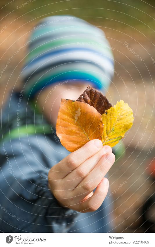 Three VI Child Boy (child) Infancy 1 Human being Park Discover Relaxation Romp Dream Sadness To console Grateful Attentive Caution Serene Tolerant Autumn Leaf