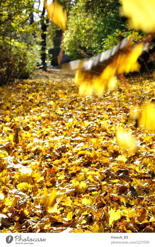 The leaves fall Environment Nature Plant Autumn Beautiful weather Wind Tree Leaf Forest To fall Illuminate Yellow Green Bright Lanes & trails Right ahead