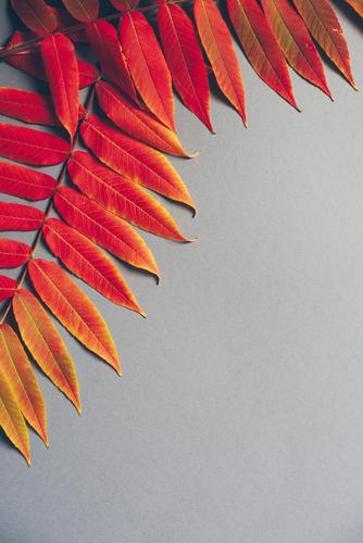 Autumn 01 Nature Color gradient Leaf Red Yellow Gray Paper Cardboard Lie Colour photo Interior shot Studio shot Copy Space right Copy Space bottom