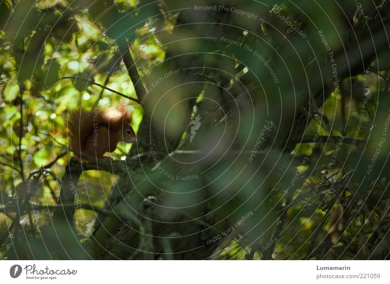 loner Environment Nature Beautiful weather Plant Tree Forest Animal Wild animal 1 Sit Free Uniqueness Small Natural Cute Above Freedom Squirrel Leaf Treetop