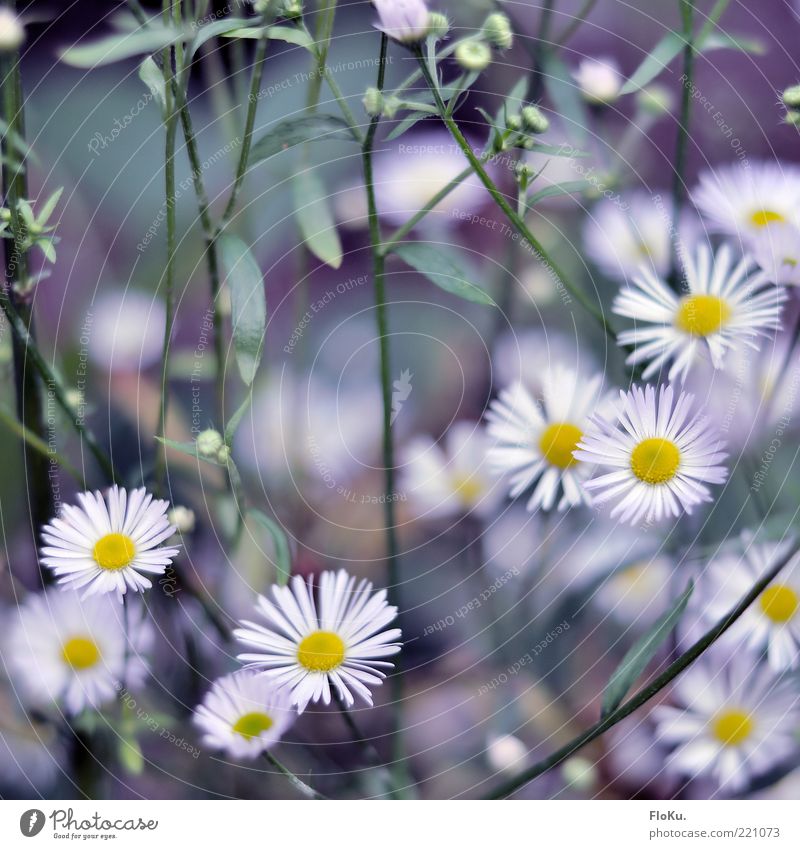 Cold flowers in autumn Environment Nature Plant Flower Leaf Blossom Wild plant Esthetic Beautiful Small Yellow Green White Graceful Daisy Colour photo