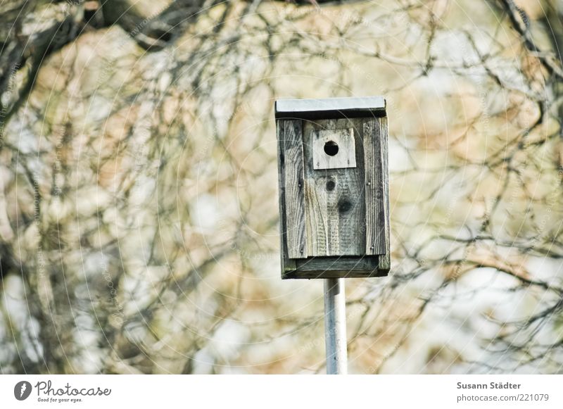 1-room-apartment Environment Nature Autumn Beautiful weather Tree Birdhouse Branch speed camera Speed control Copy Space left Shallow depth of field