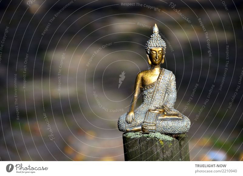 Buddha meditating on fence post Healthy Health care Alternative medicine Healthy Eating Wellness Life Harmonious Well-being Contentment Relaxation Calm