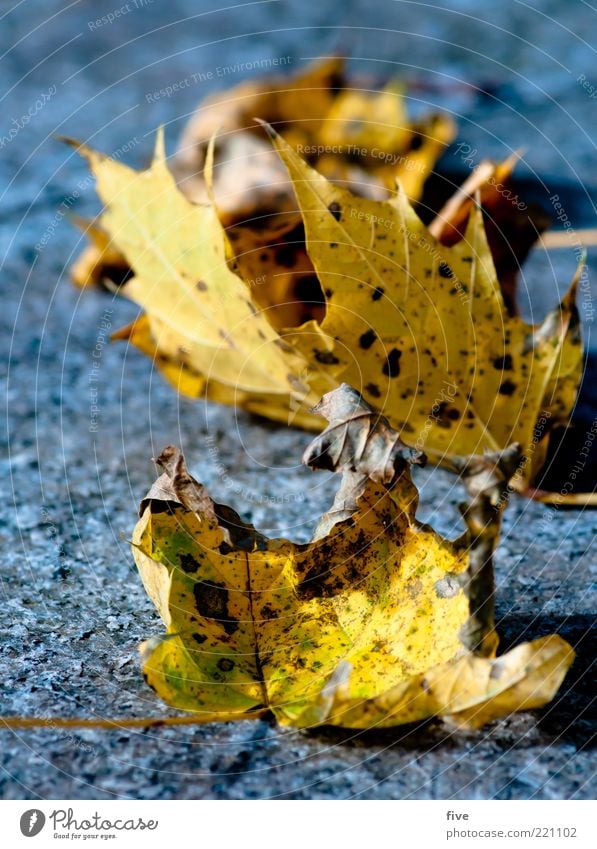 in series Nature Autumn Plant Leaf Old Lie Autumnal Autumn leaves Ground Colour photo Exterior shot Detail Day Light Sunlight Blur Shallow depth of field