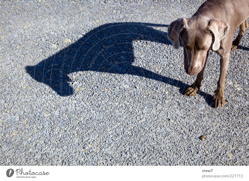 dog's life Street Animal Dog 1 Stone Stand Dream Esthetic Authentic Thin Simple Elegant Gray Expectation Uniqueness Weimaraner Shadow Paw Snout Colour photo