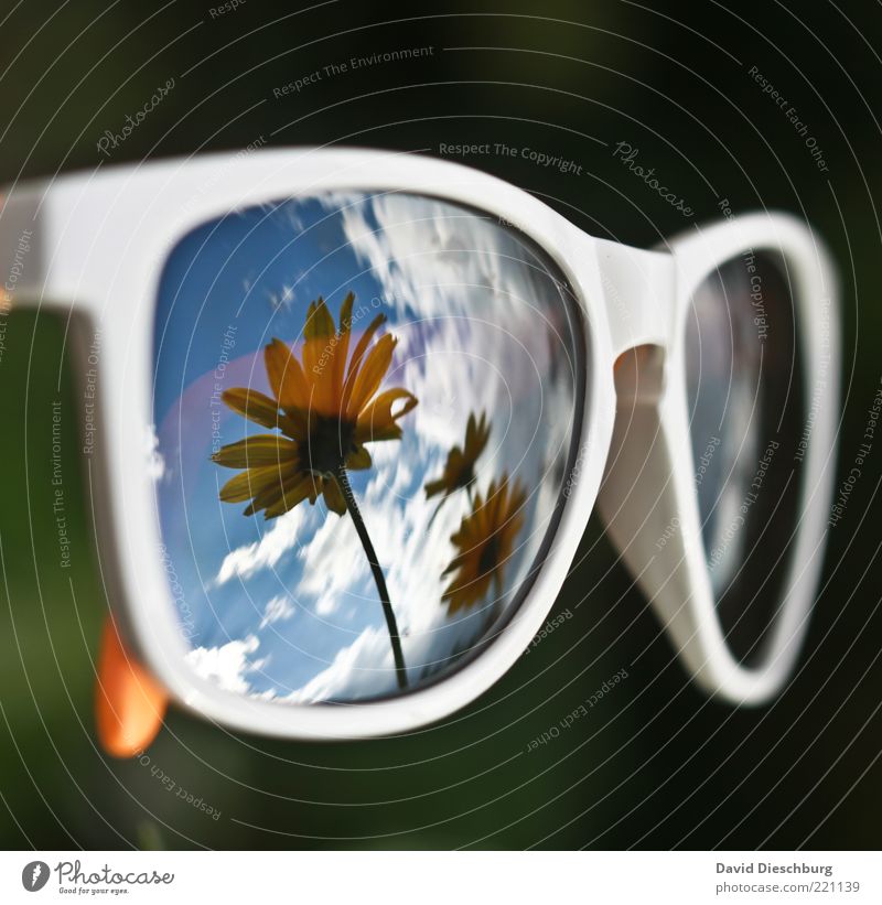 I want summer!!! Plant Sky Clouds Summer Beautiful weather Flower Blossom Accessory Eyeglasses Sunglasses Blue Black White Mirror image Spectacle frame