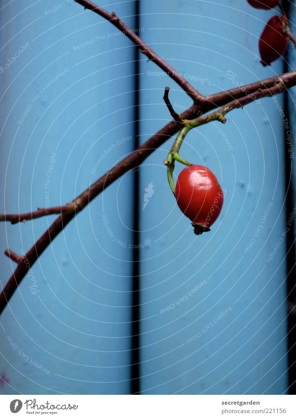 fine cheeky fruit. Rose hip Plant Autumn Agricultural crop Growth Glittering Blue Red Esthetic Calm Fruit Round Colour photo Exterior shot Close-up Deserted