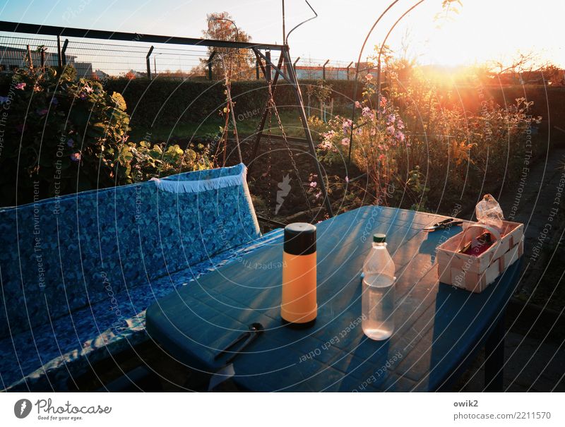 In the evening in the garden Table Hollywood swing Swing Pair of pincers pruning shears Environment Autumn Beautiful weather Plant Tree Bushes Rose