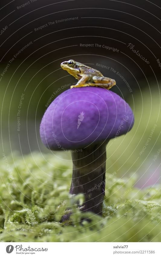 Frog King Nature Autumn Plant Moss Mushroom Forest Animal Amphibian Grass frog 1 Observe To enjoy Wait Exceptional Above Brown Green Violet Perspective