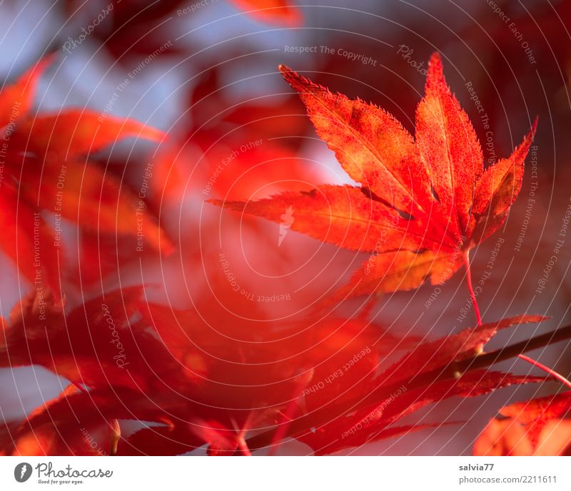 fiery red Environment Nature Plant Autumn Tree Bushes Leaf Maple leaf Garden Park Forest Illuminate Esthetic Point Warmth Blue Orange Red Calm Design Transience