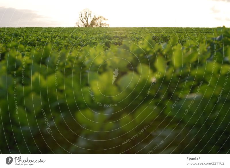 Green Autumn Landscape Plant Earth Sky Horizon Sun Sunrise Sunset Beautiful weather Tree Agricultural crop Field Illuminate Free Infinity Near Natural White