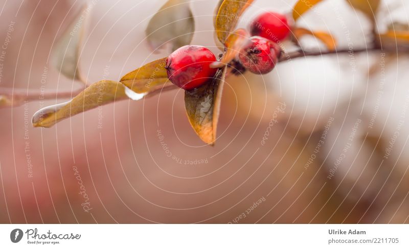 Berries of the Dwarf Medlar Harmonious Well-being Contentment Relaxation Calm Meditation Nature Plant Autumn Bushes Pygmy Medlar Cotoneaster horizontalis