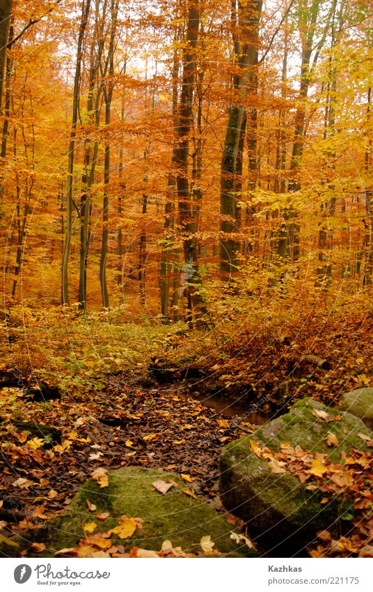 autumn 2 Environment Nature Autumn Plant Tree Leaf Wild plant Park Forest Parkentin Germany Europe Tourist Attraction Stone Yellow Black Colour photo Deserted