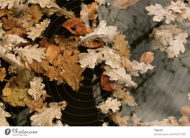 When autumn came... Calm Environment Nature Water Autumn Leaf Transience Colour photo Exterior shot Day Bird's-eye view Float in the water Oak leaf