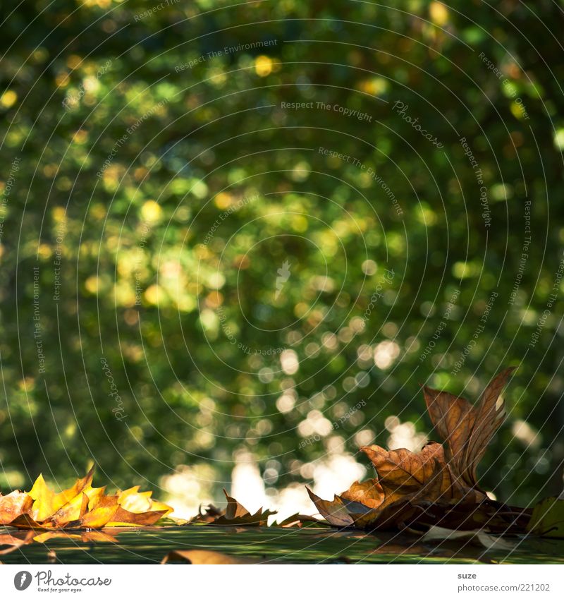 evergreen Environment Nature Landscape Autumn Leaf Illuminate Esthetic Green Seasons Maple leaf Autumnal Autumn leaves Early fall November mood Lens flare