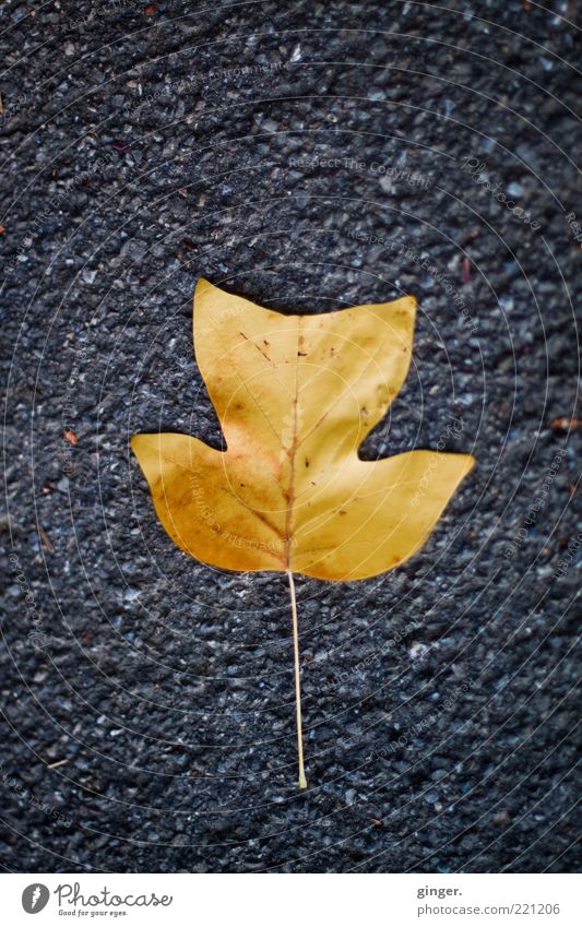 gold leaf Nature Autumn Leaf Gold Gray Asphalt Beautiful Fallen Lie Floor covering tulip leaf Prongs Rachis Tar Deserted Stalk Autumn leaves Rough Colour photo