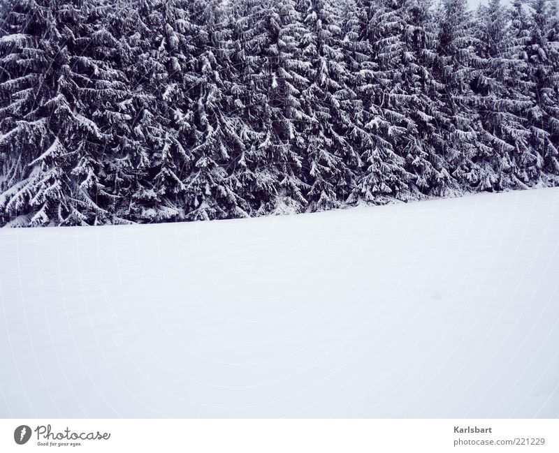 white room. Well-being Relaxation Calm Winter Snow Environment Nature Landscape Climate Ice Frost Tree Forest Deserted Line Change Fir tree Winter mood