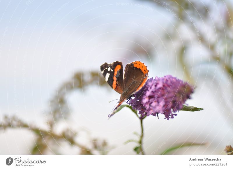 Last summer I Nature Plant Animal Summer Beautiful weather Blossom Wild plant Wild animal Butterfly 1 Flower Blossoming Fragrance To feed Wait Elegant Free