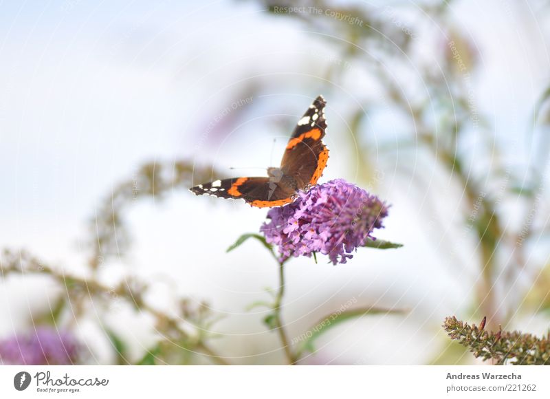 Last Summer II Nature Plant Animal Beautiful weather Blossom Wild plant Wild animal Butterfly 1 Flower Blossoming Fragrance To feed Wait Elegant Free Brown