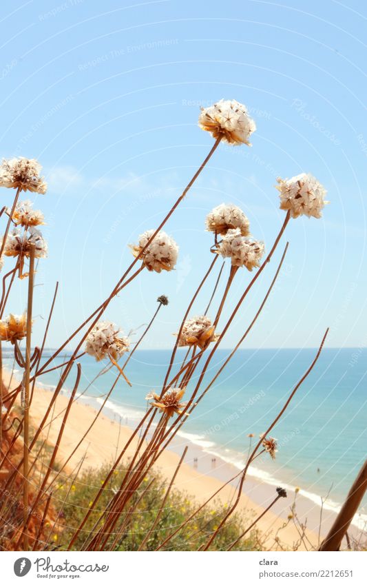 beach beauties Hiking Sand Water Sky Summer Beautiful weather Plant Flower Blossom Wild plant Coast Beach algave Blossoming Relaxation Vacation & Travel Faded