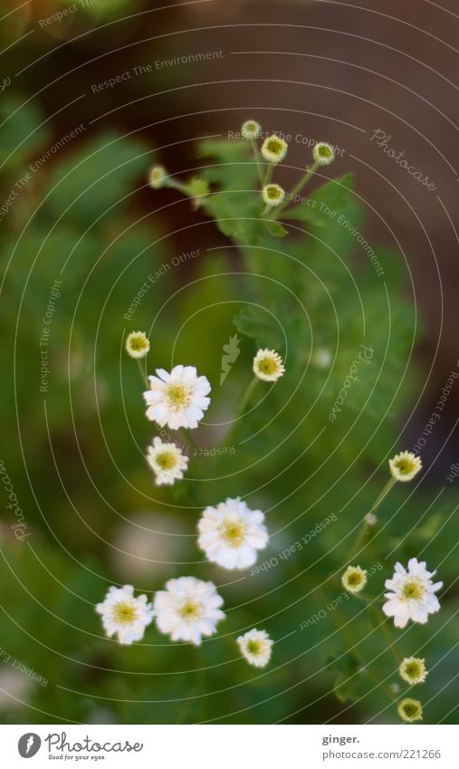 autumn flowers Nature Plant Flower Leaf Blossom Blossoming Green White Small Growth Worm's-eye view Blur Copy Space top Colour photo Subdued colour