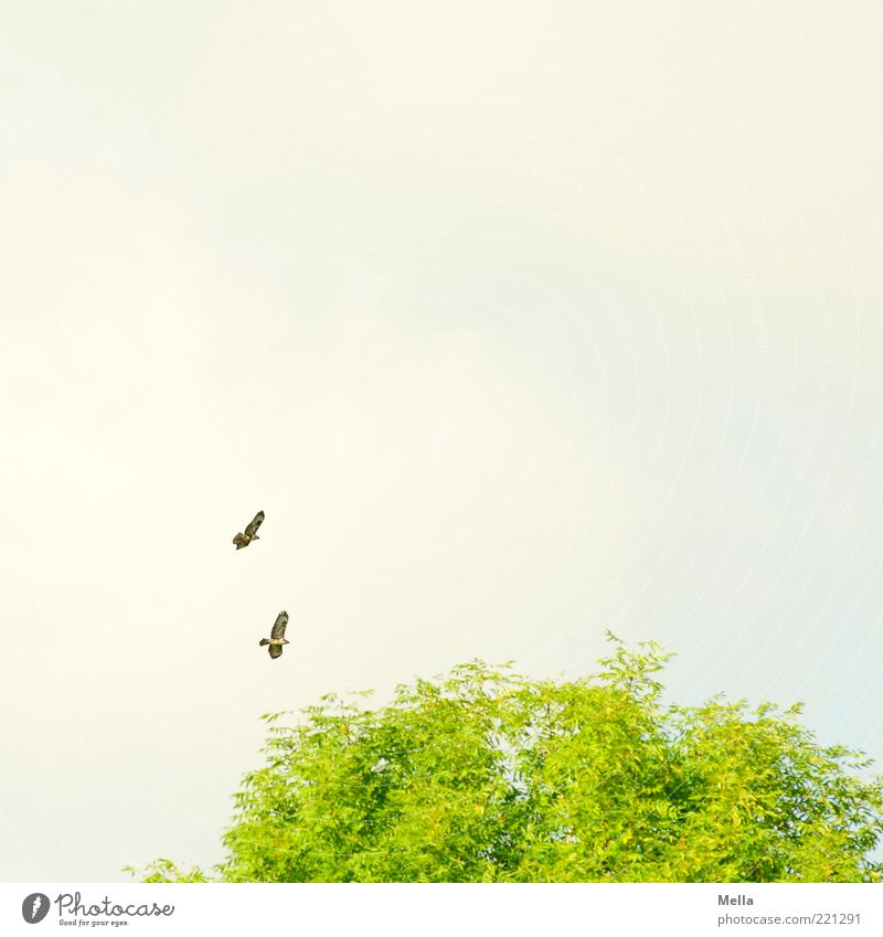 in twos Environment Nature Plant Animal Air Sky Tree Treetop Wild animal Bird Hawk Common buzzard Bird of prey 2 Pair of animals Flying Free Together Natural