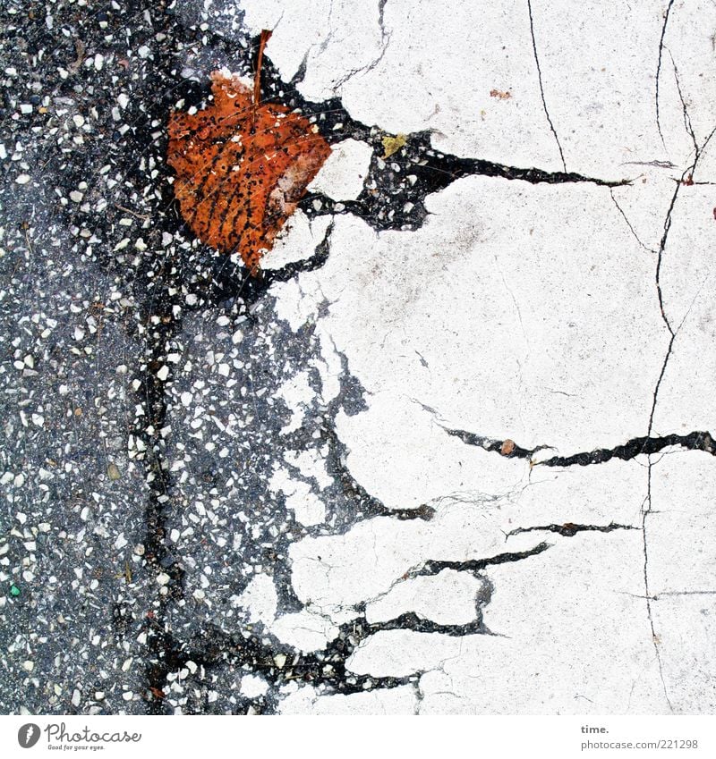 Lifelines #20 Environment Autumn Leaf Lanes & trails Stripe Broken Wet Brown Gray White Transience Asphalt Crack & Rip & Tear Limp Lane markings Floor covering