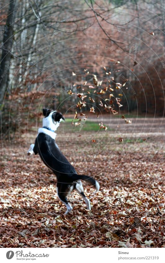 leaf dance Autumn Leaf Forest Dog 1 Animal Catch Playing Jump Funny Crazy Joy Happy Happiness Contentment Joie de vivre (Vitality) Love of animals Movement