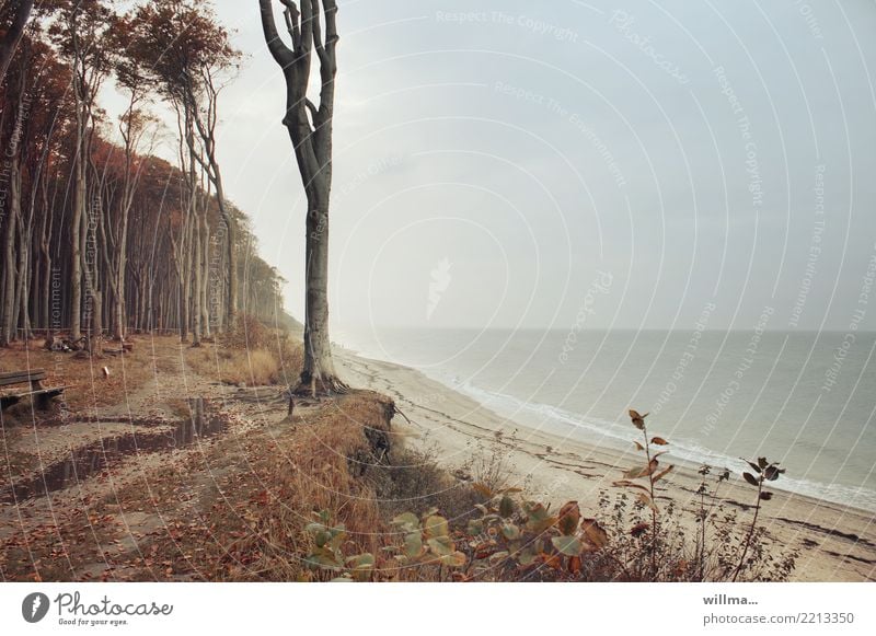 Forest on the coast Landscape Autumn Beech tree Beech wood Baltic Sea Ocean Nature reserve Nienhagen Ghost forest coastal strip Sandy beach naturally