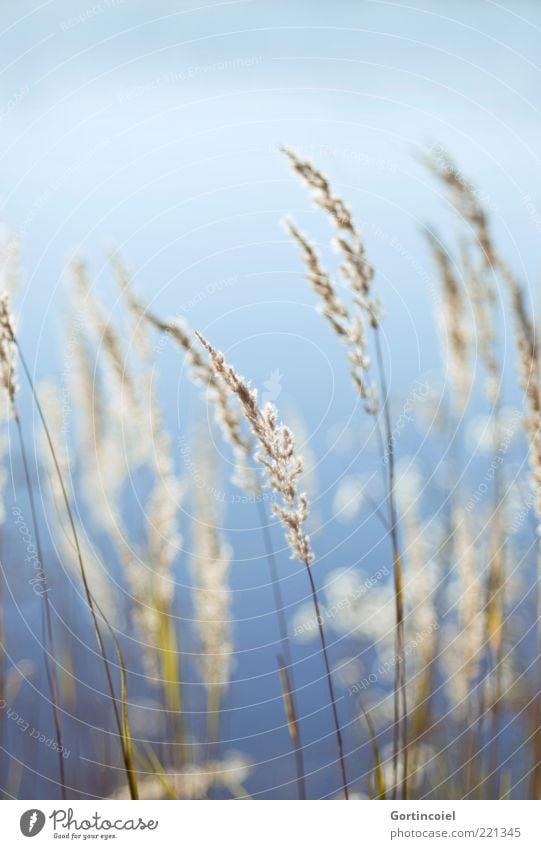 still wind Environment Nature Plant Autumn Grass Blue reed grass Common Reed Soft Colour photo Exterior shot Copy Space top Shallow depth of field Deserted Blur
