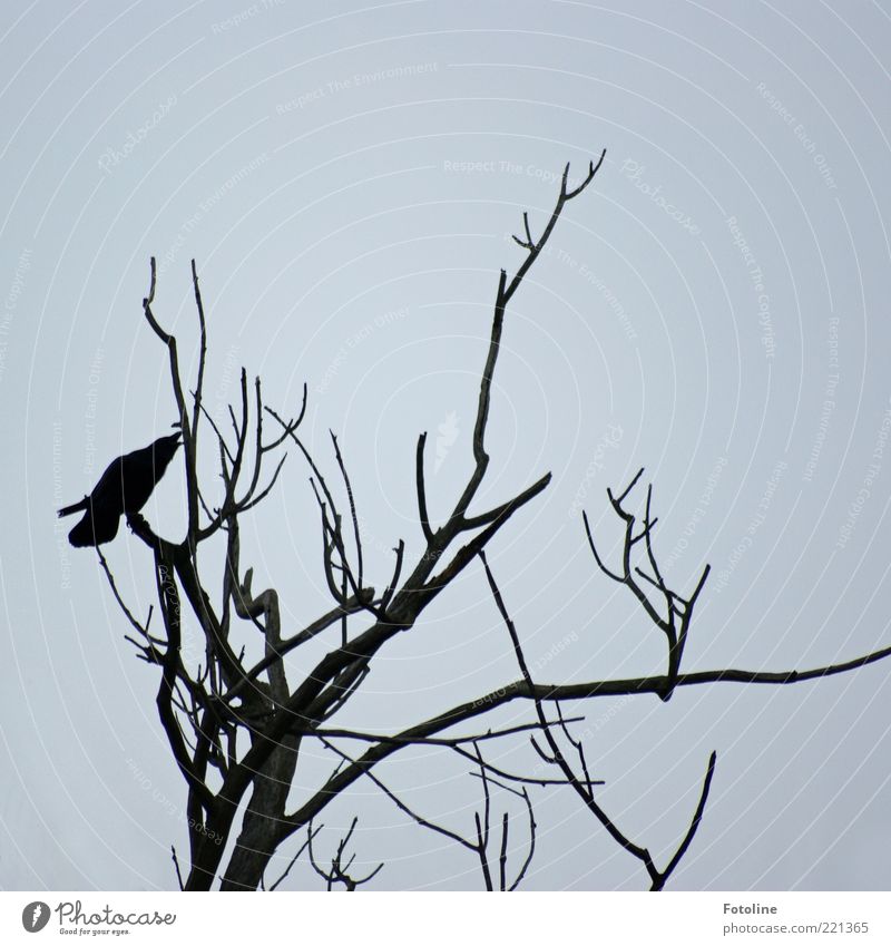 bleak Environment Nature Plant Animal Elements Air Sky Autumn Tree Wild animal Bird 1 Dark Cold Gloomy Dry Black White Raven birds Colour photo Subdued colour