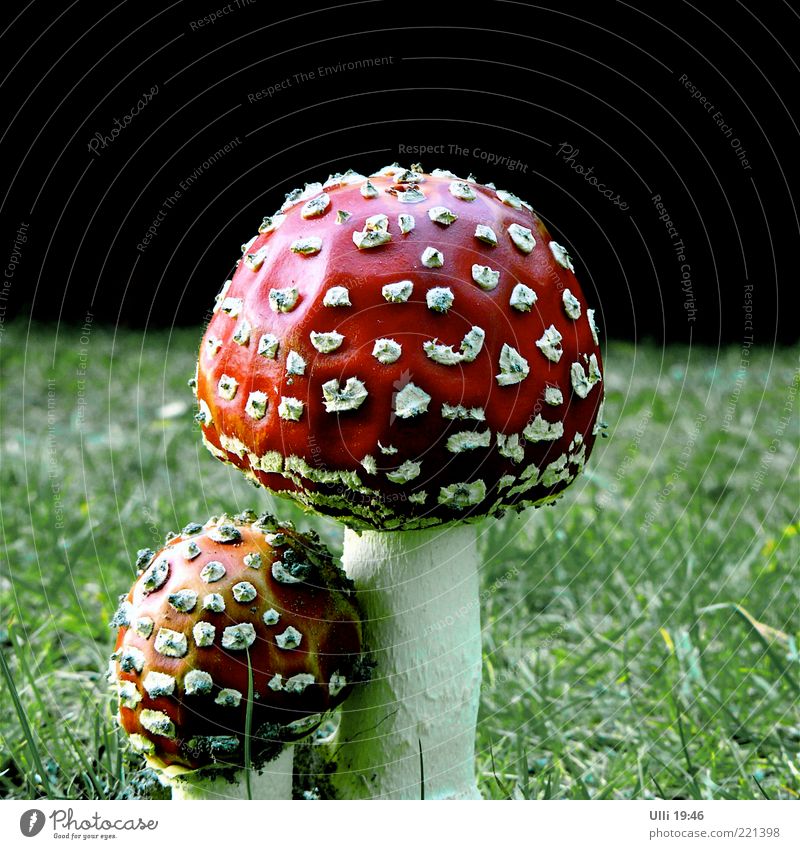 Central support possibility WITH white dots. Autumn Nature Plant Grass Mushroom Meadow Deserted Esthetic Fat Firm Natural Green Red Authentic Colour photo