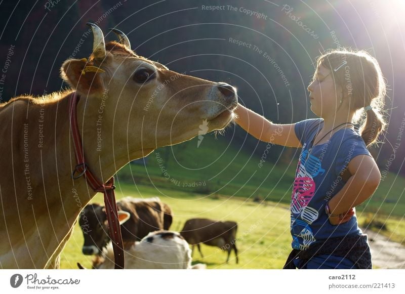 cool friendship Tourism Girl 1 Human being 8 - 13 years Child Infancy Nature Animal Cow Natural Friendship Love of animals Attachment Colour photo Exterior shot