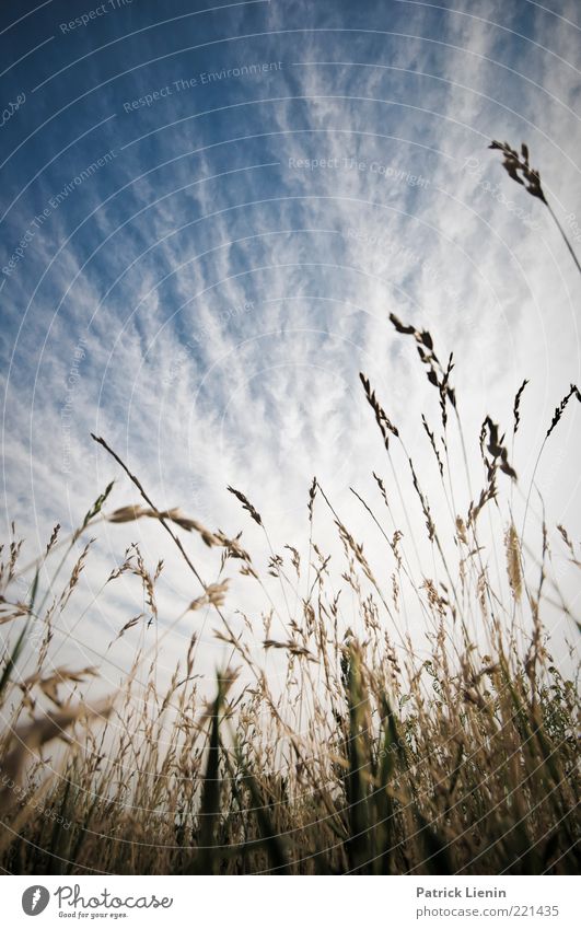 Just Got To Be Environment Nature Landscape Plant Elements Air Sky Clouds Summer Climate Weather Beautiful weather Grass Leaf Blossom Foliage plant Wild plant