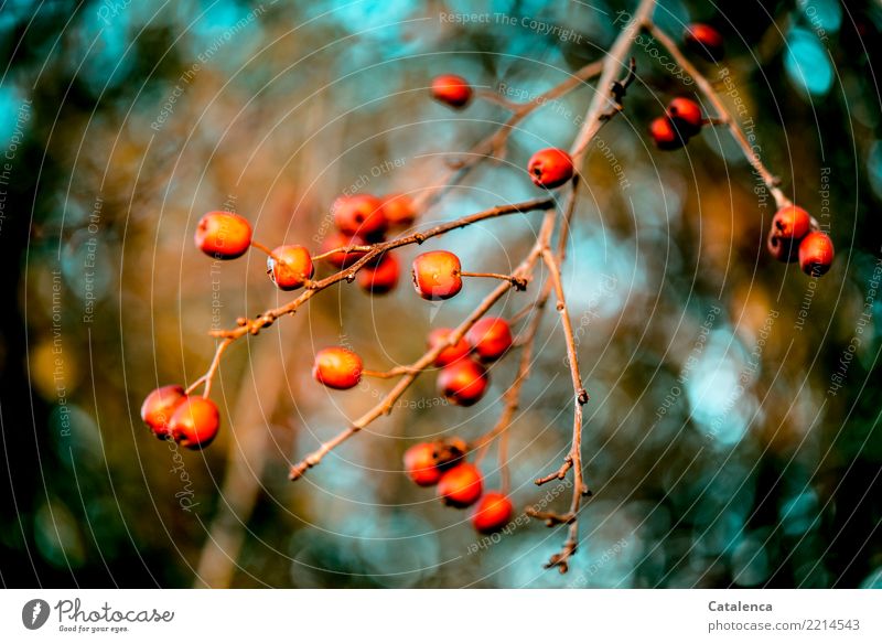 hawthorn berries Nature Plant Sky Autumn Beautiful weather Twig Berries Hawthorn hawthorn berry Garden Forest Hang To dry up Esthetic pretty Brown Orange
