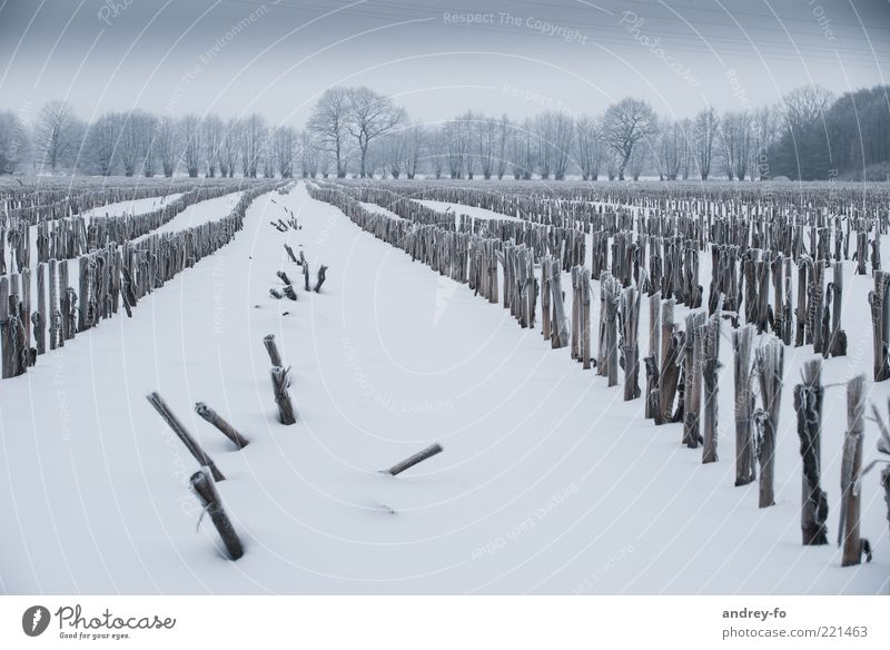 winter field Winter Snow Nature Landscape Sky Storm clouds Horizon Bad weather Dark Cold Green White Emotions Snowscape Field Seasons Tree Maize field