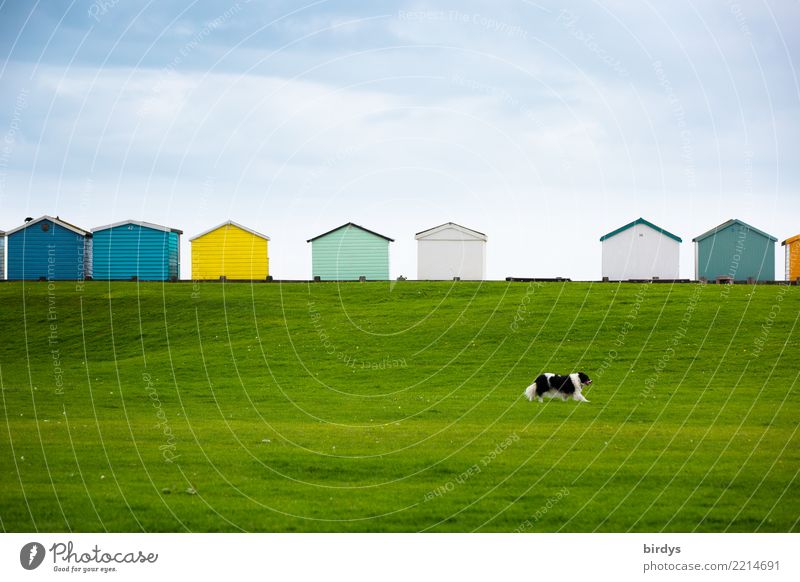 Beach huts on England's coast on a dyke. Meadow with running dog beach huts Vacation & Travel variegated Sky Summer Characteristic English popular Dike Dog