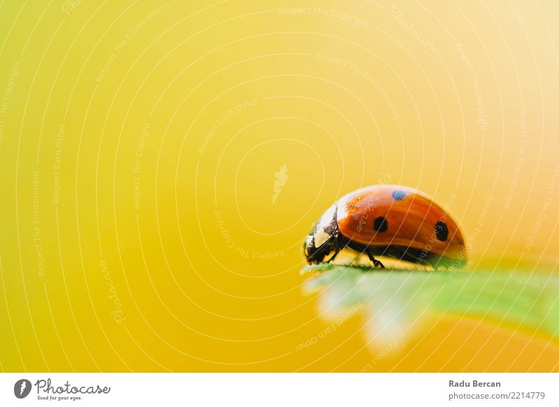 Red Ladybug Insect On Green Leaf Macro Environment Nature Plant Animal Summer Garden Wild animal 1 Discover Simple Beautiful Multicoloured Yellow Orange Black