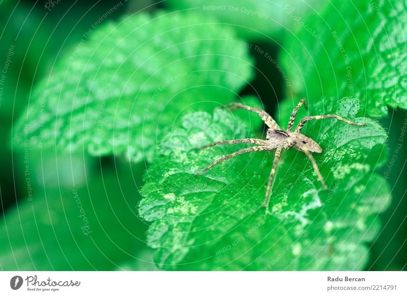 Nursery Web Spider Sitting On Green Leaf In Garden Environment Nature Plant Animal Summer Bushes Foliage plant Wild animal 1 Observe Discover Crawl Aggression