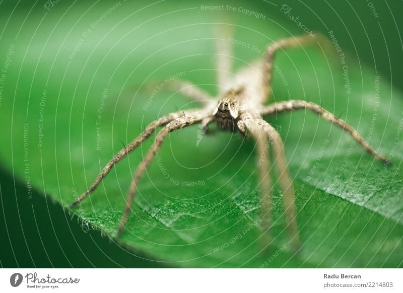 How to photograph a spider's web - Discover Wildlife