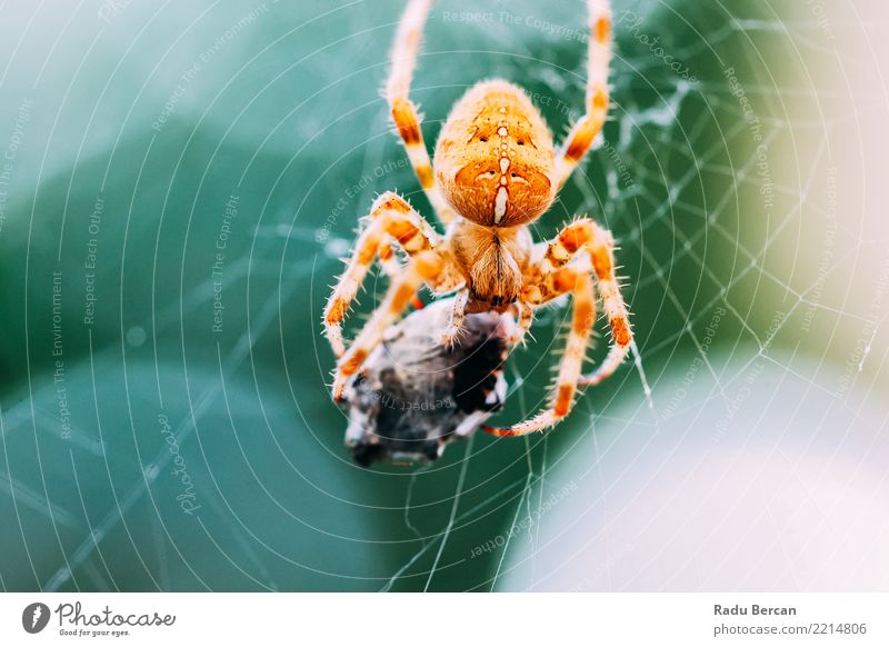 European Cross Spider (Araneus Diadematus) On Web Eating Prey Environment Nature Animal Wild animal Animal face 1 2 To feed Feeding Aggression Threat Creepy