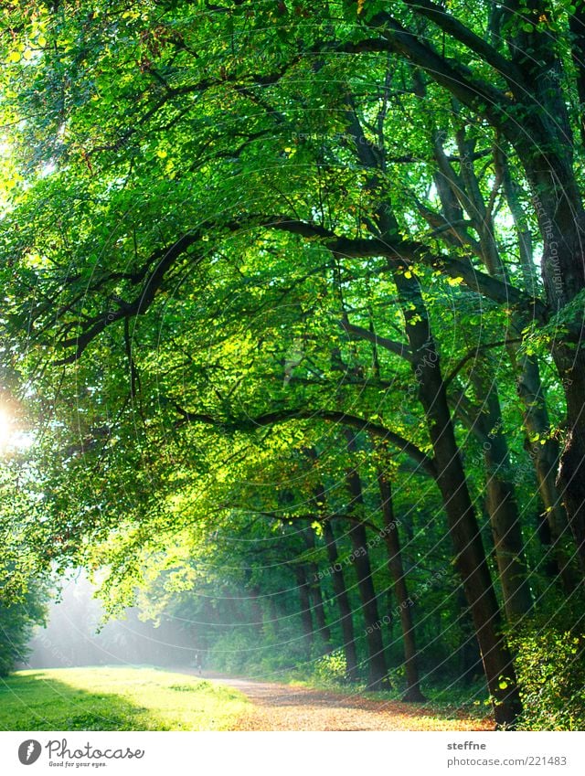 waldi Nature Sunlight Beautiful weather Park Forest Green Romance To go for a walk Bright HDR Colour photo Exterior shot Back-light Sunbeam Leaf Lanes & trails