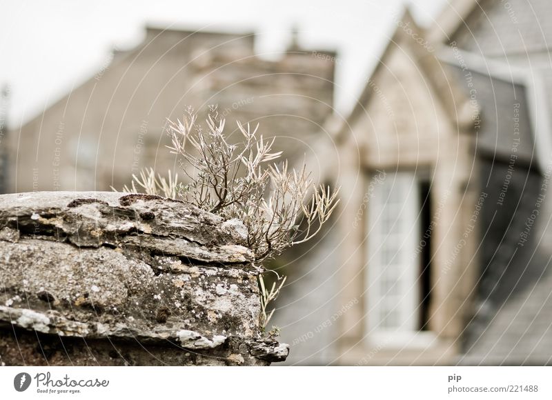 Room with a view Plant Grass Wall (barrier) Wall (building) Window Roof Gable Gray Above Dry Shriveled Breakage Lichen Colour photo Subdued colour Exterior shot