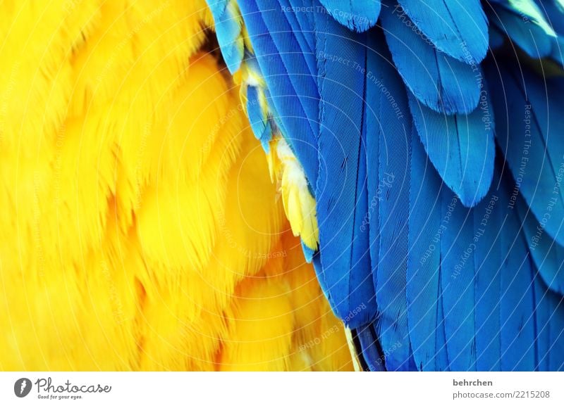 plumage Vacation & Travel Tourism Trip Adventure Far-off places Freedom Safari Wild animal Bird Wing Zoo Parrots Macaw Feather 1 Animal Exceptional Exotic