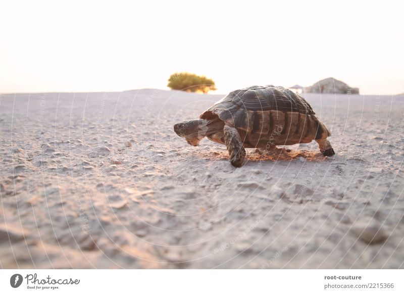 Turtle on the run Beach Nature Earth Animal Wild animal Scales 1 Movement Walking Old Cool (slang) Love of animals Serene Patient Indifferent Comfortable