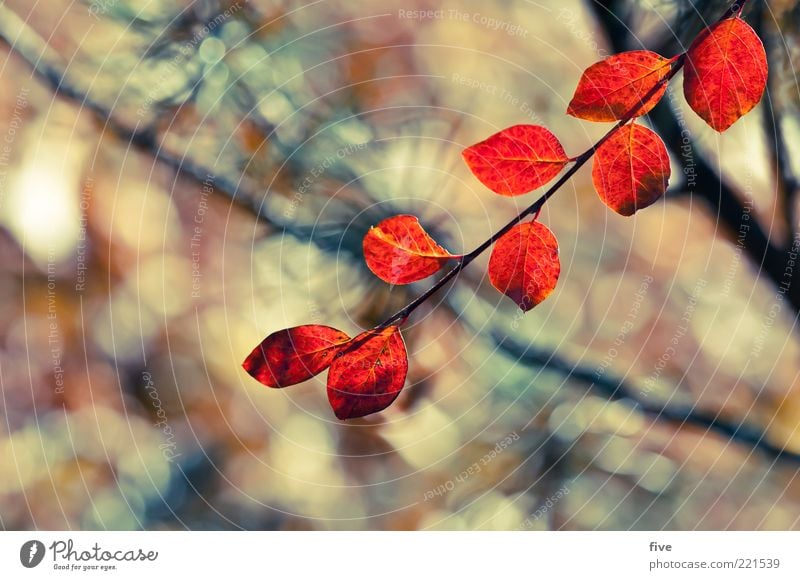 red leaves Nature Plant Autumn Bushes Leaf Foliage plant Red Moody Branch Colour photo Exterior shot Close-up Detail Light Sunlight Blur Shallow depth of field