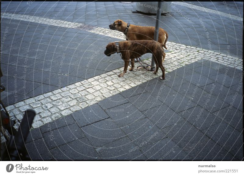 two dogs Leisure and hobbies Art Environment Bad weather Rain Pedestrian Road sign Sidewalk Paving stone Animal Pet Dog 2 Sign Wait Wet Trashy Gloomy Town