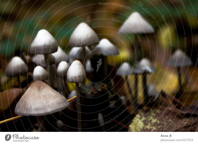 invasion Mushroom Environment Nature Elements Earth Autumn Growth Esthetic Small Point Brown Yellow Green Calm Mushroom cap Many Colour photo Subdued colour