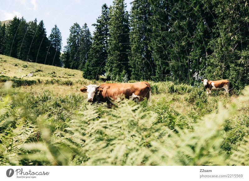 Cows on the Spitzingberg in Upper Bavaria Mountain Nature Landscape Summer Bushes Forest Alps Farm animal 2 Animal Looking Stand Together Natural Curiosity